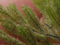 Image of Hymenophyllum aeruginosum (Poir.) Carm.