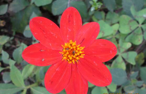 Image of red dahlia