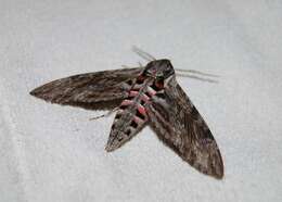 Image of convolvulus hawk moth