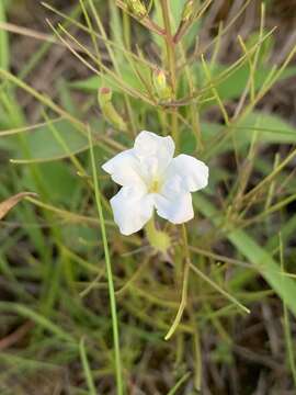 Image of Rhamphicarpa fistulosa (Hochst.) Benth.