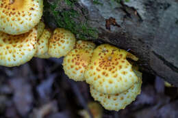 Image of Lemon-yellow Pholiota