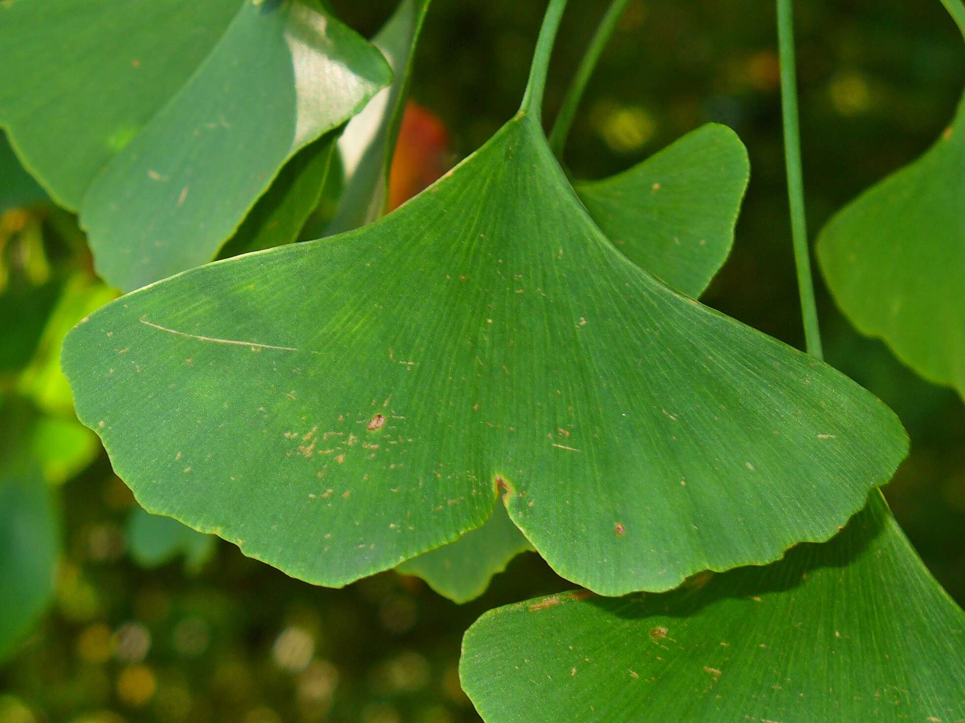 Image of Ginkgoopsida