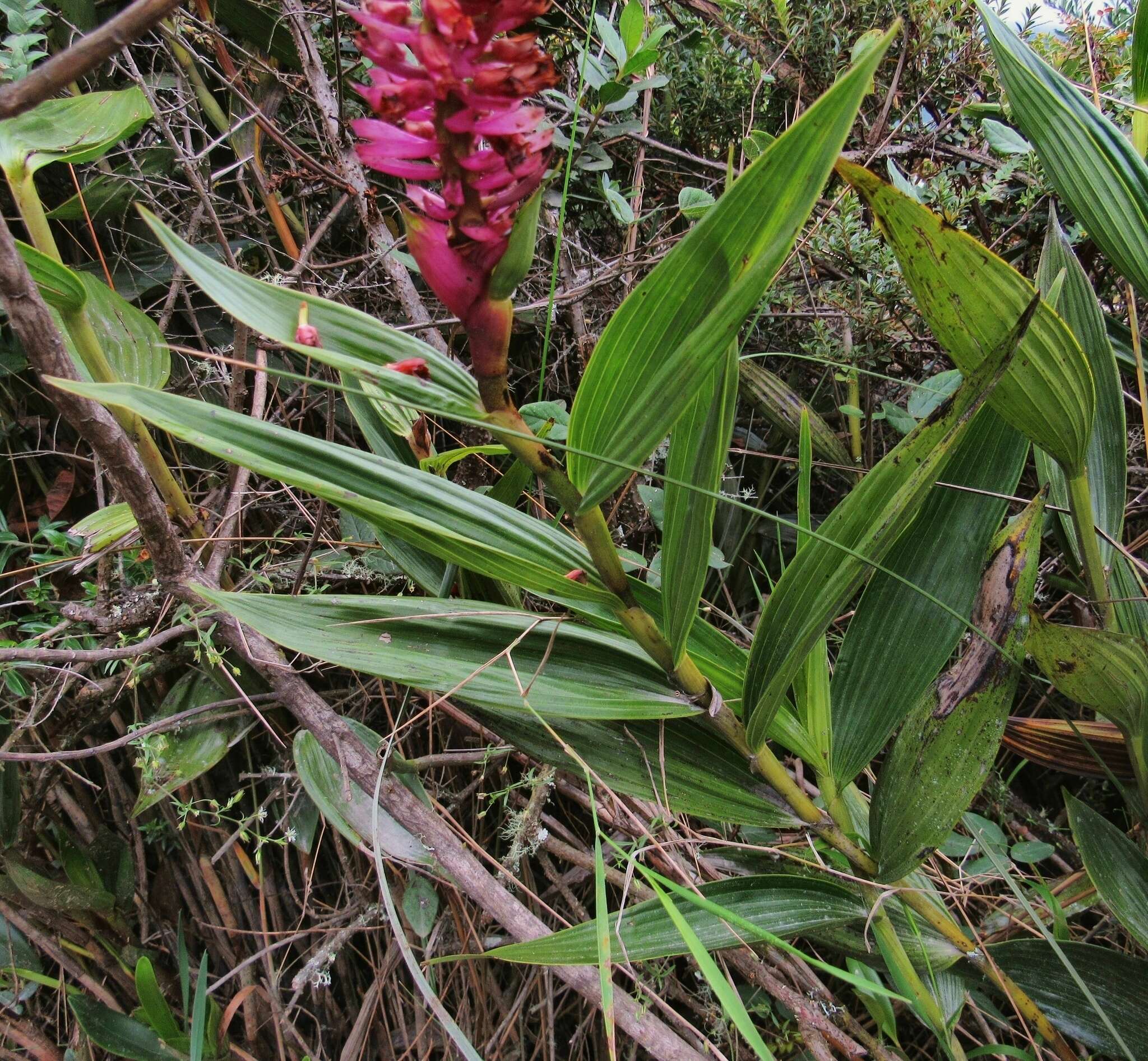 Image of Elleanthus arpophyllostachys (Rchb. fil.) Rchb. fil.