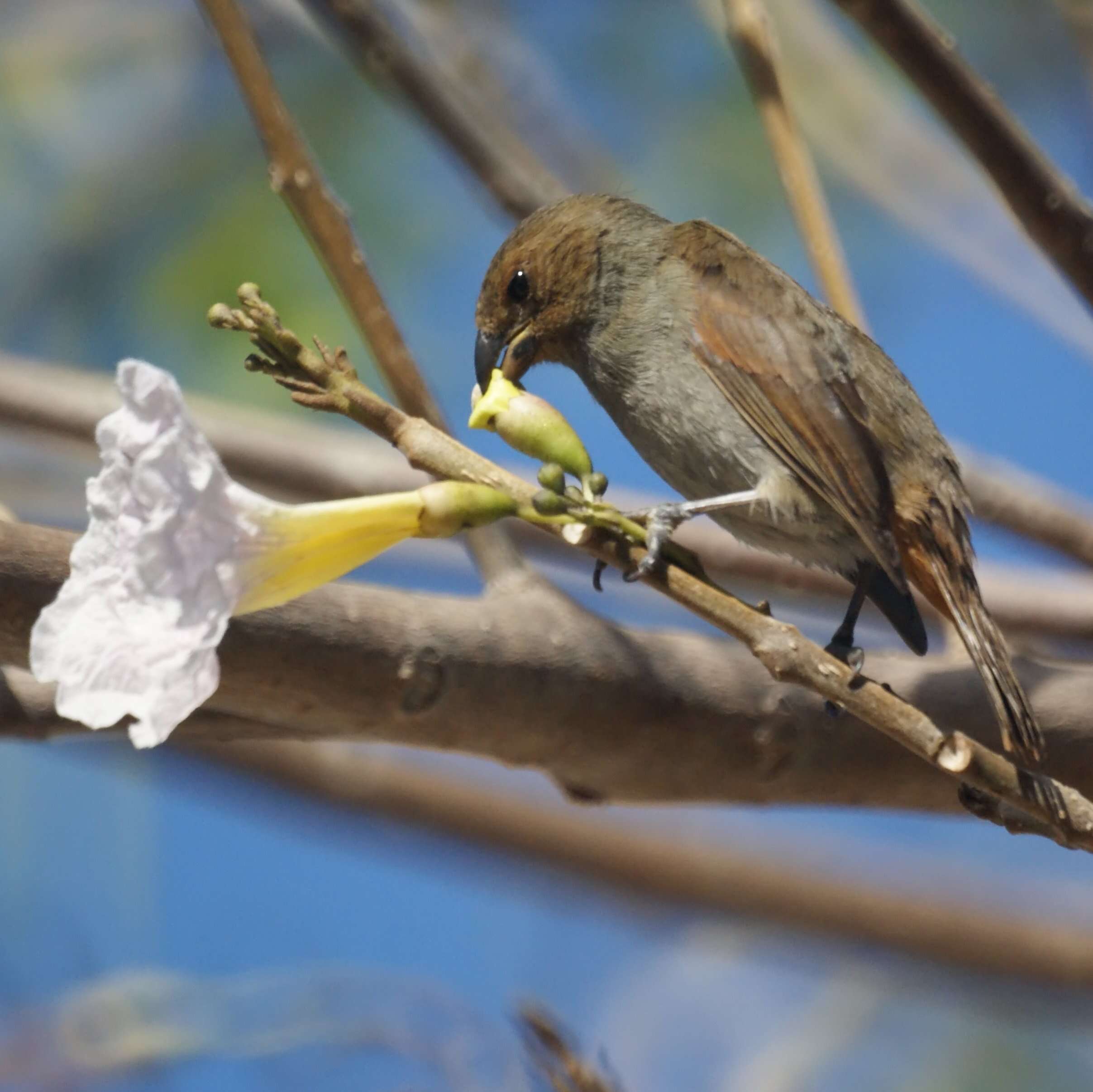 Image of Antillean bullfinches