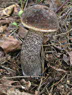 Image of Leccinum scabrum (Bull.) Gray 1821