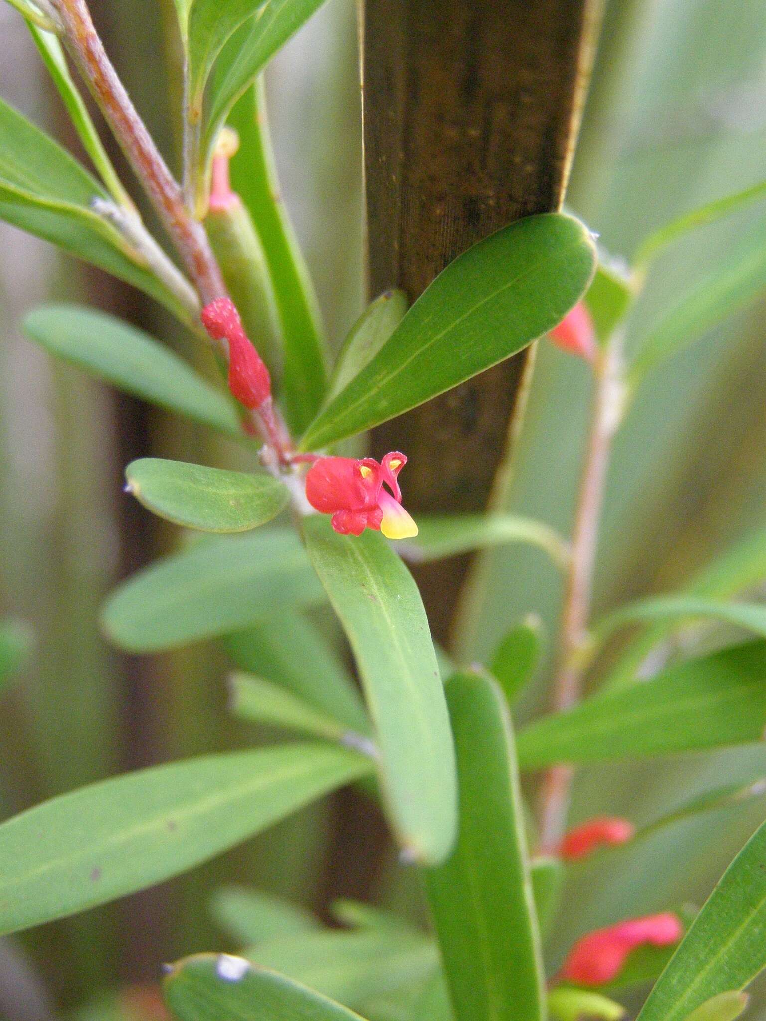 Image of Grevillea pauciflora R. Br.