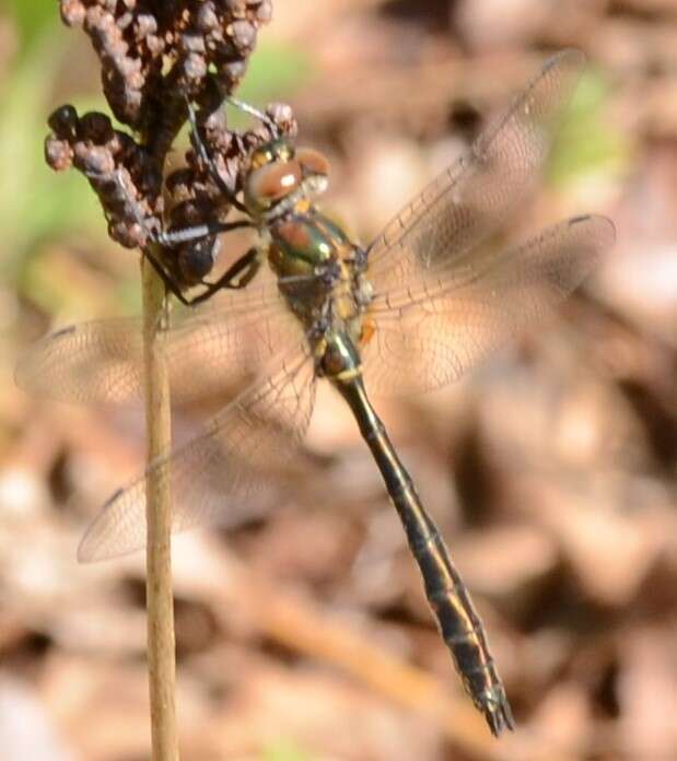 Image of American Emerald