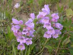 Image of fuzzytongue penstemon