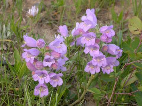 Image of fuzzytongue penstemon