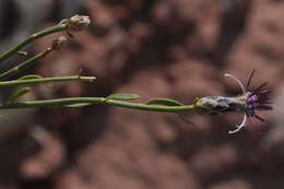 Image of Aphyllocladus spartioides Wedd.