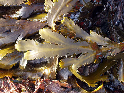 Image of toothed wrack