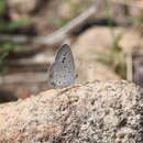 Cupidopsis cissus (Godart (1824)) resmi