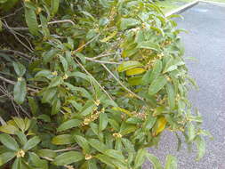 Image of Fragrant Olive