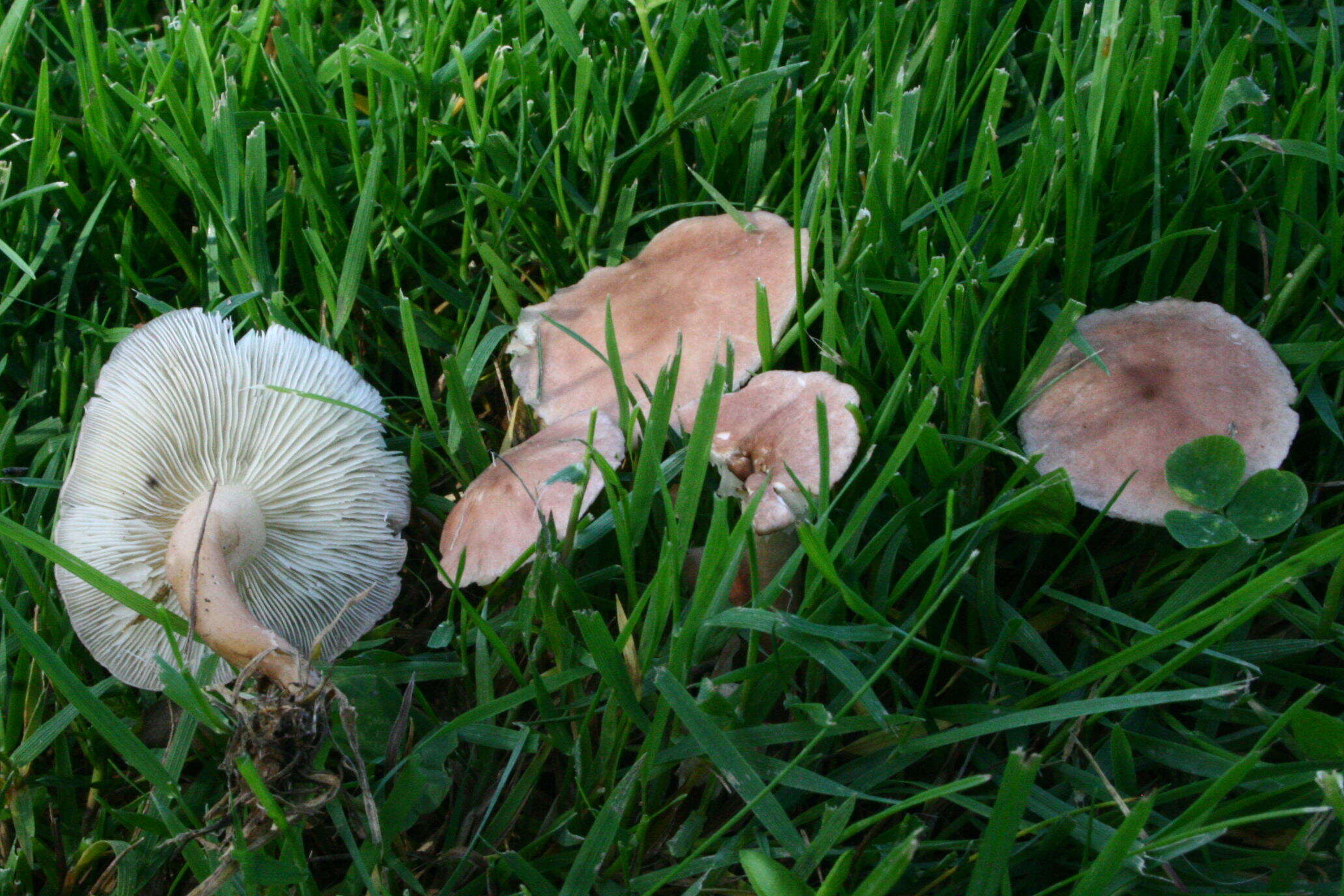 Image of Calocybe carnea