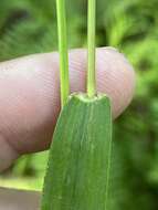 Image of Northern Rosette Grass