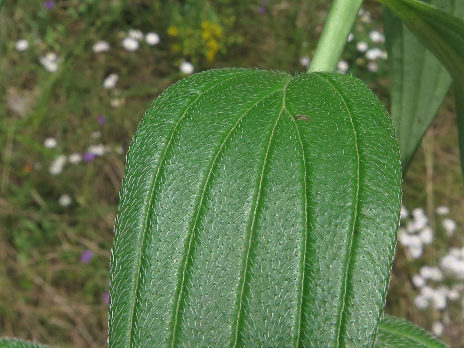 Image of softhair marbleseed