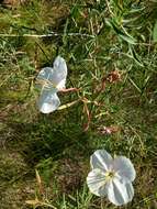 Plancia ëd Oenothera nuttallii Torr. & Gray