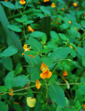 Image of jewelweed