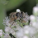 Image of Common Little Leaf-cutter Bee