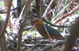 صورة Cossypha natalensis Smith & A 1840