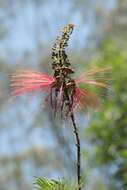 Imagem de Calliandra houstoniana var. anomala (Kunth) Barneby