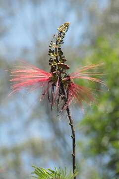 Plancia ëd Calliandra houstoniana var. anomala (Kunth) Barneby