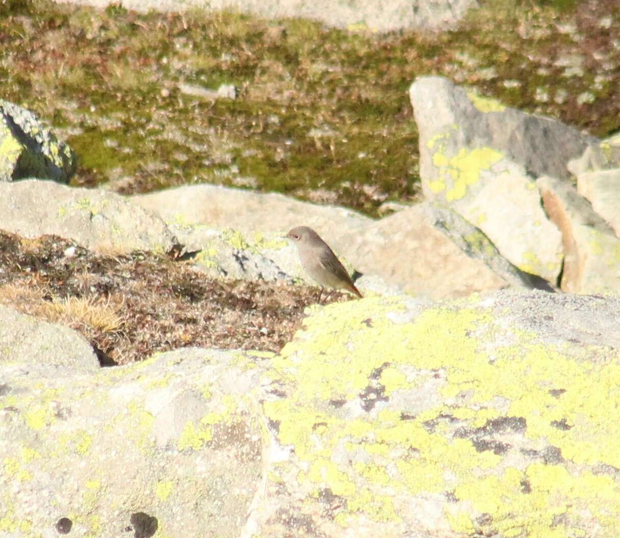 Image of Phoenicurus ochruros gibraltariensis (Gmelin & JF 1789)