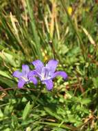 Image de Campanula wilkinsiana Greene