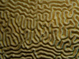 Image of Thin finger coral