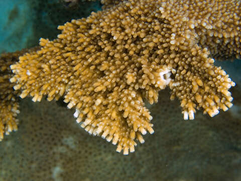 Image of Elkhorn Coral