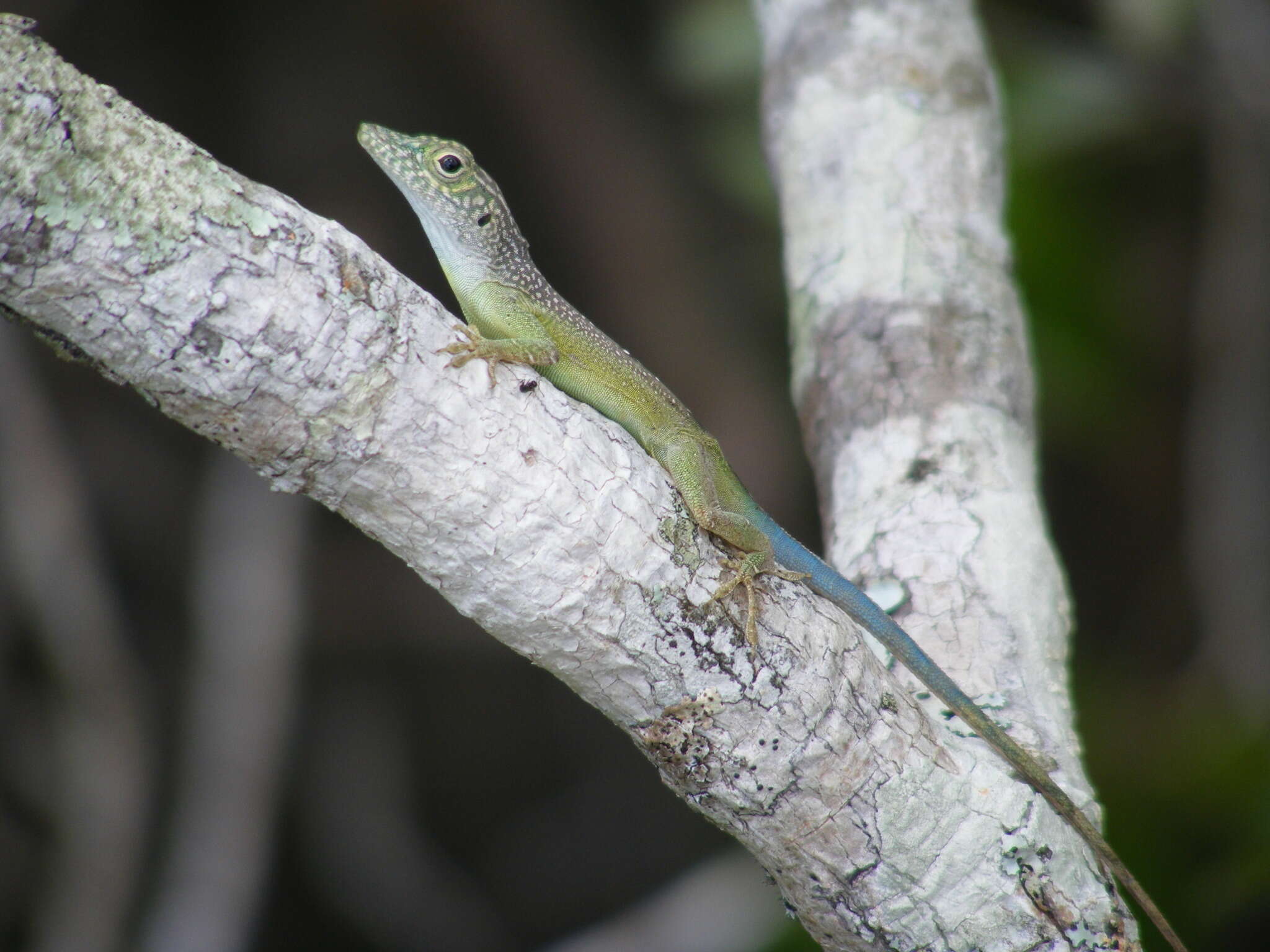 Image of Graham's anole