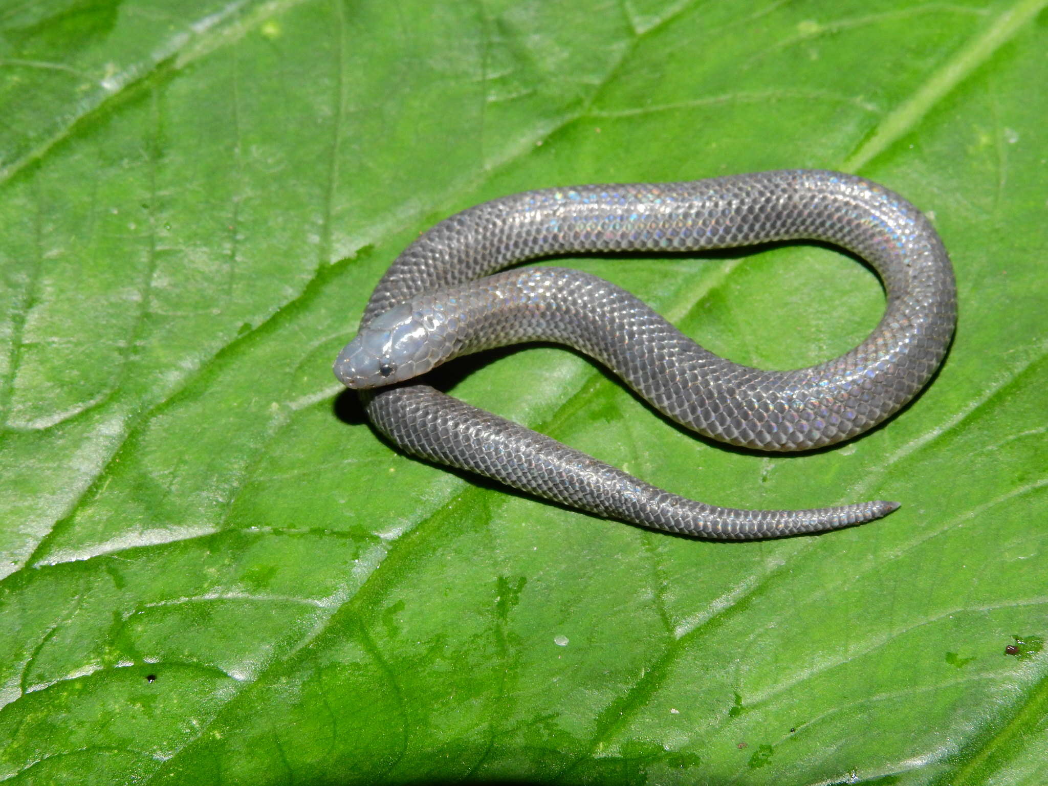 Image of Pyburn's Earth Snake