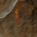 Image of Nasal dwarfgoby
