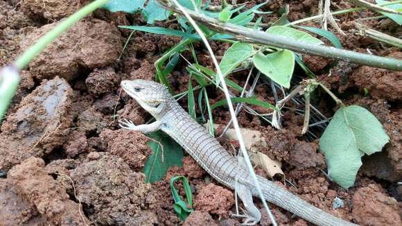 Image of Red-lipped Arboreal Alligator Lizard