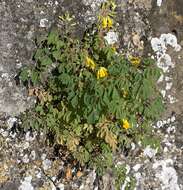 Plancia ëd Pseudofumaria lutea (L.) Borkh.