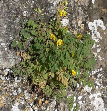 Image of yellow corydalis