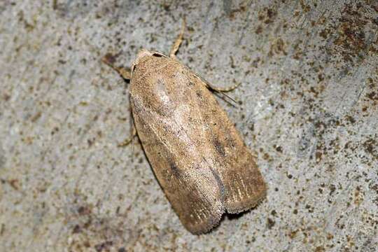 Image of Spodoptera pecten Guenée 1852