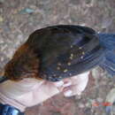 Image of Slate-colored Antbird