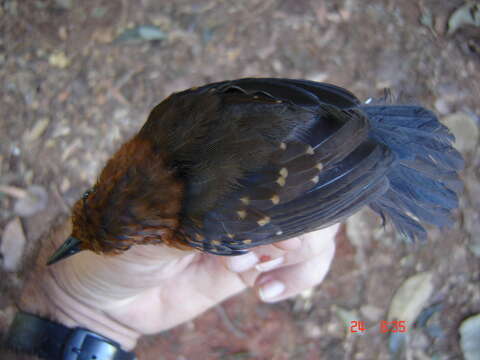 Image of Slate-colored Antbird