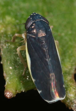 Image of Planicephalus flavocostatus Van Duzee 1892