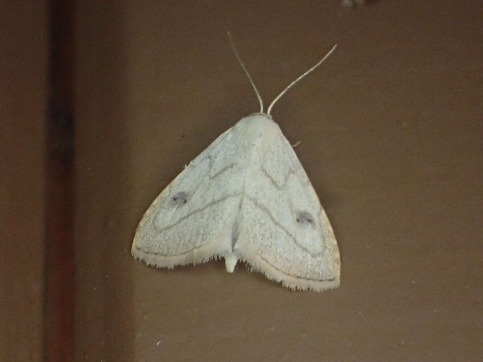 Image of Spotted Grass Moth