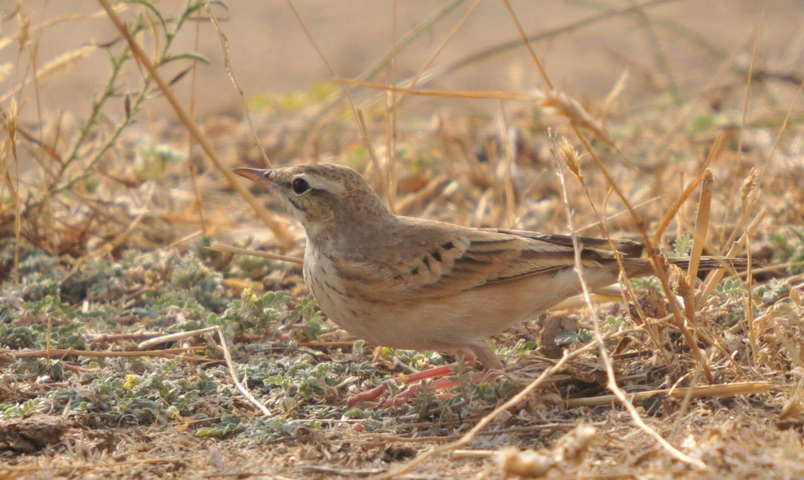 Image of Tawny Pipit