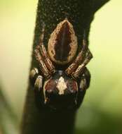 Image of Euryattus wallacei (Thorell 1881)