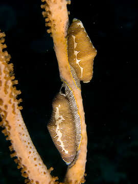 Image of Fingerprint cowry