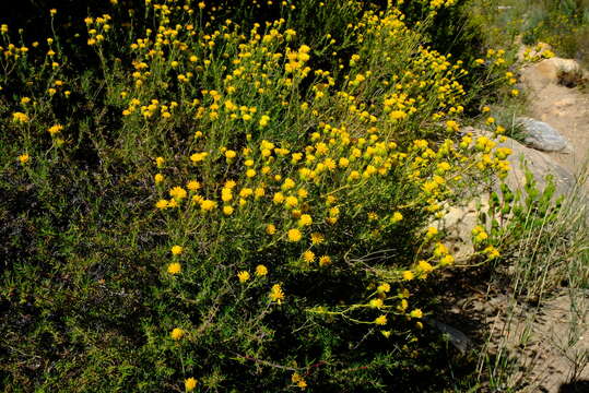 Image of Pteronia camphorata L.