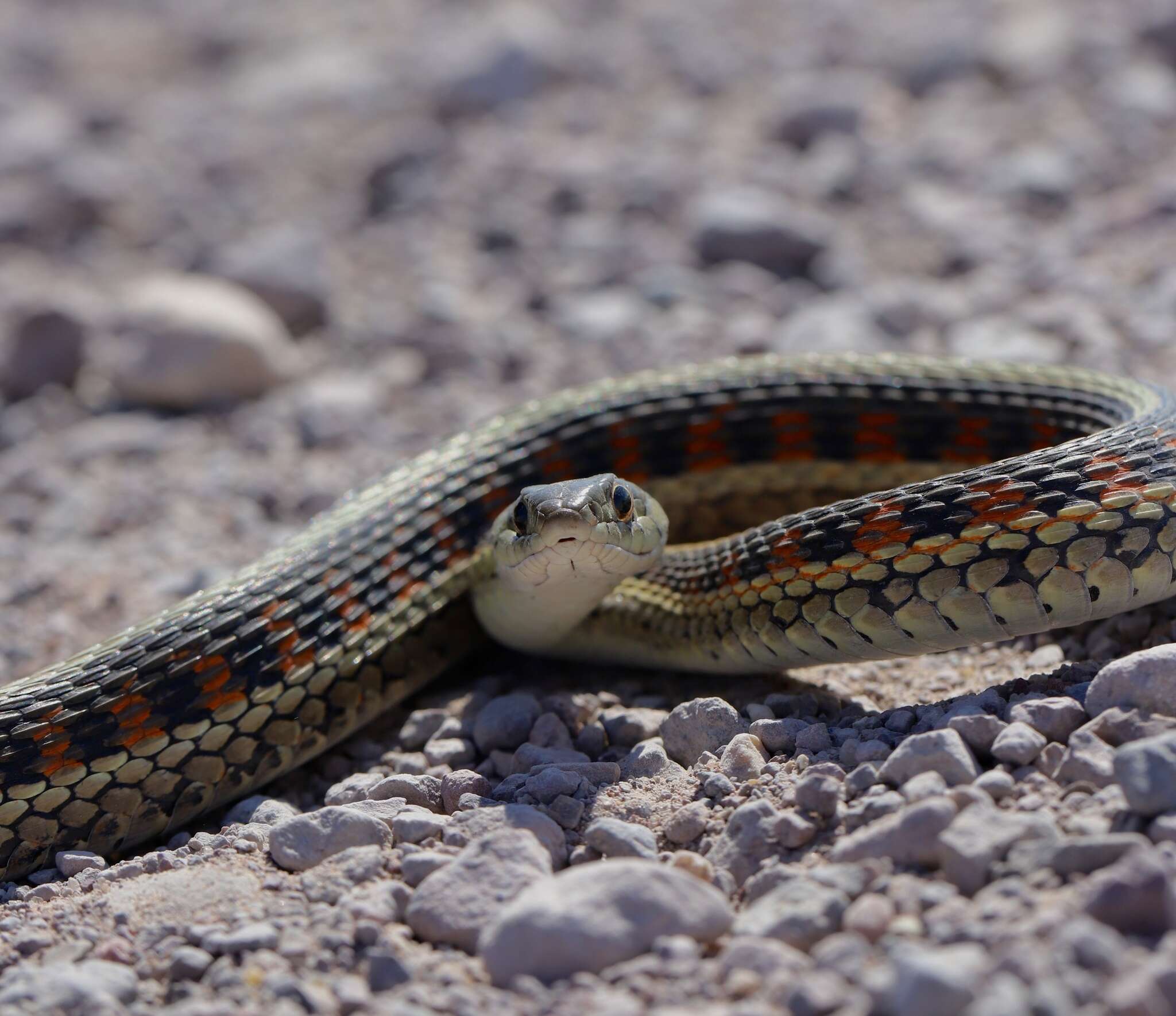 Слика од Thamnophis sirtalis dorsalis (Baird & Girard 1853)