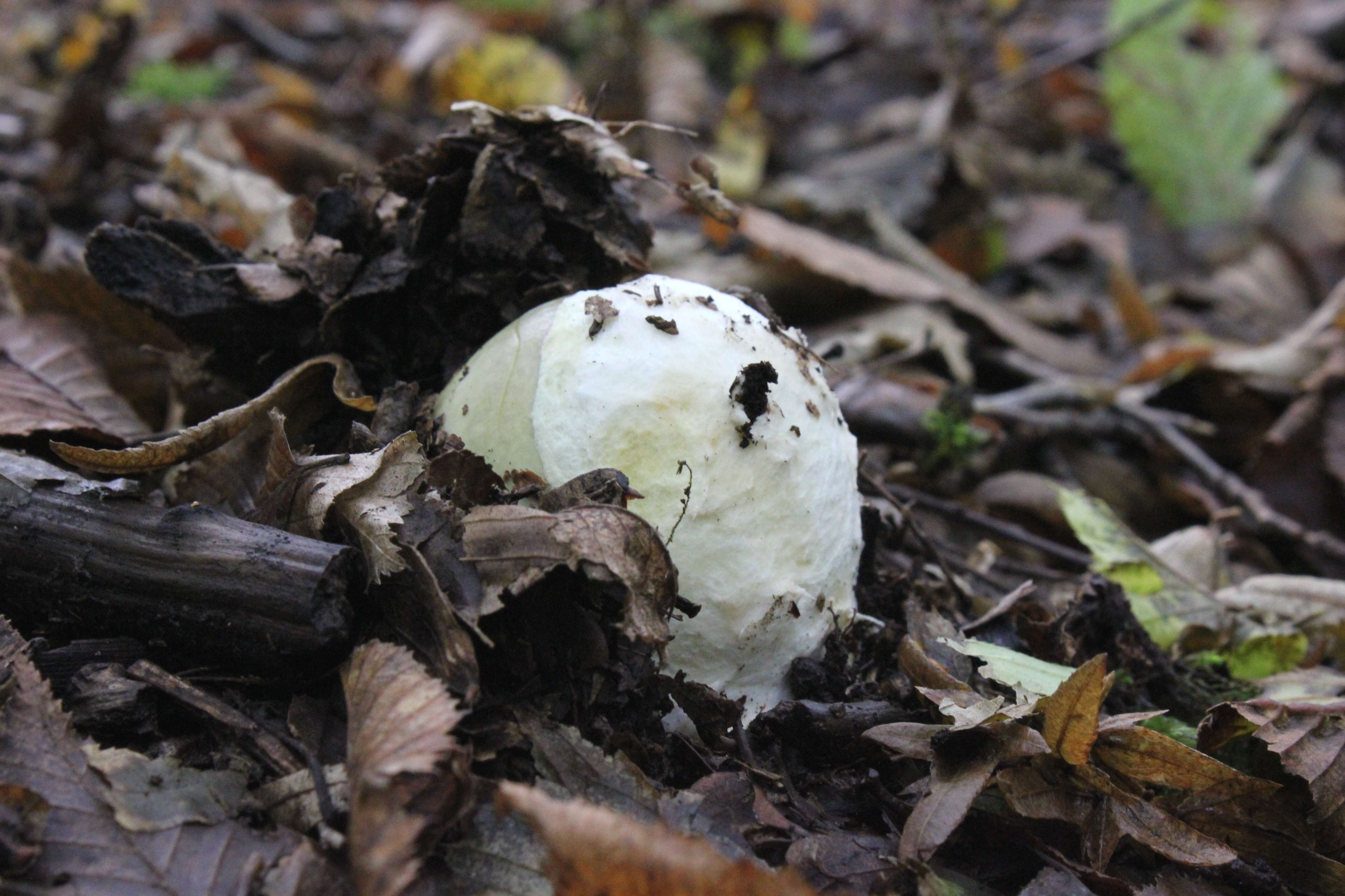 Image of Death cap