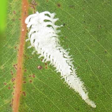 Image of Eucalyptolyma