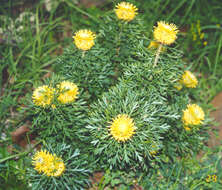 Image of Isopogon anemonifolius (Salisb.) Knight