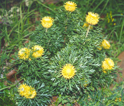 Imagem de Isopogon anemonifolius (Salisb.) Knight